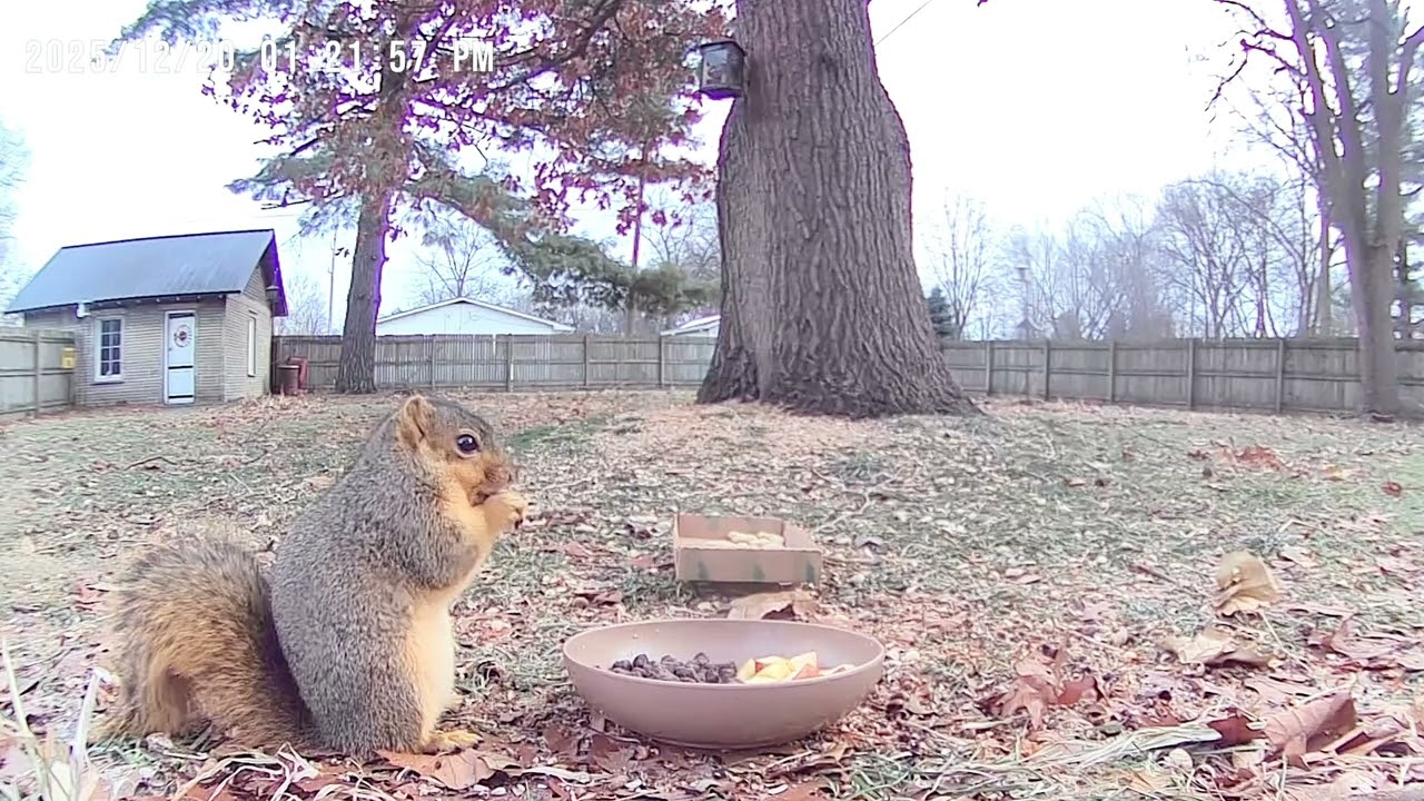 Fox Squirrels are the largest of the squirrel species, in northern Indiana