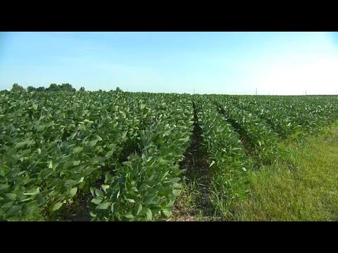 'Hi, I'm a soybean': In trade war, China deploys cartoon legume to reach US farmers