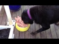 Rottweilers feeding