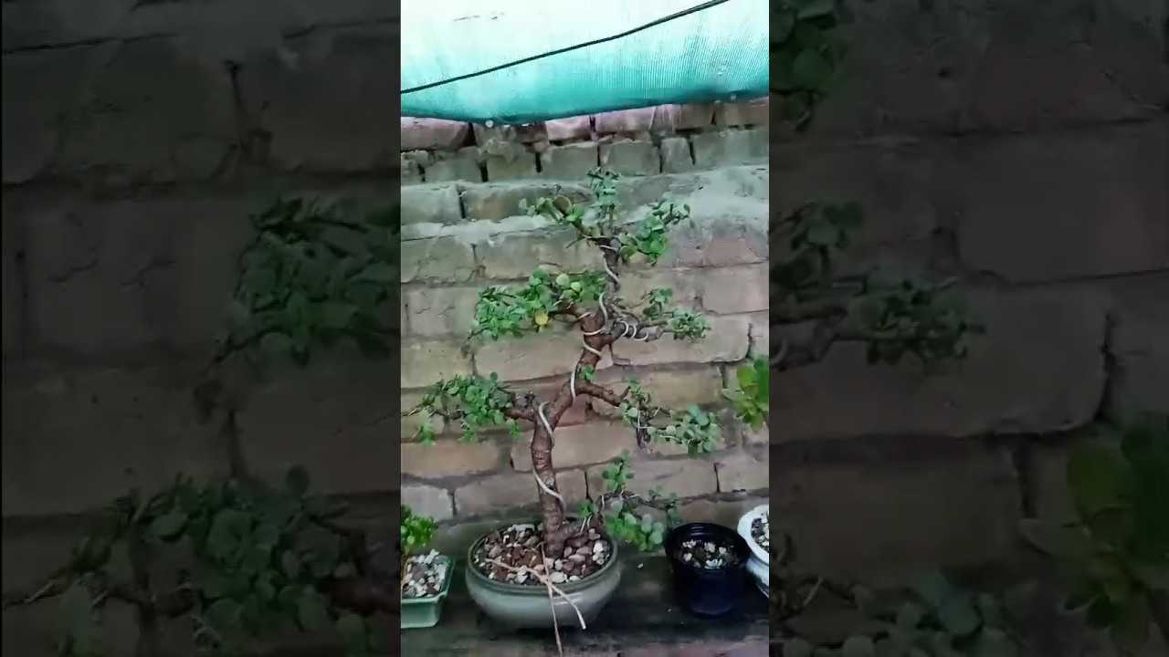 How is My Simple and Beautiful Gollum Jade Plant Bonsai 