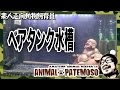 コケだらけの水槽をリセットだ!!【GOLDFISH 金魚】