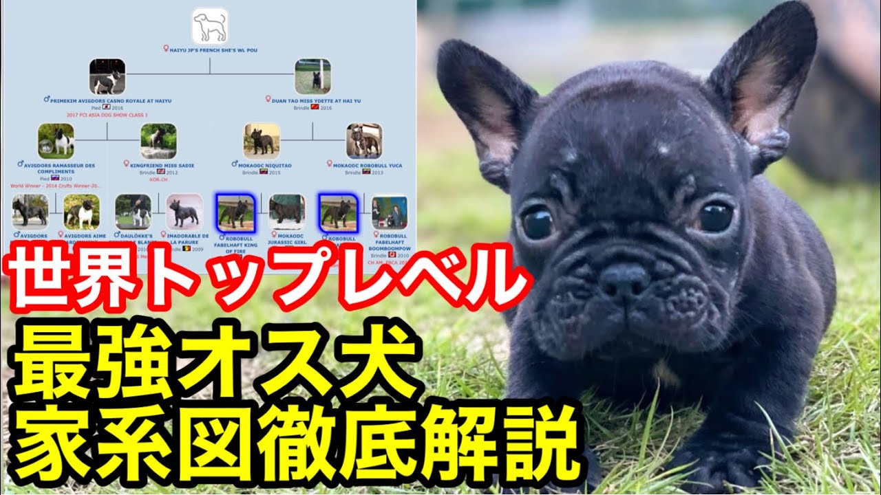 World-class pedigree book] French Bulldog family tree explained