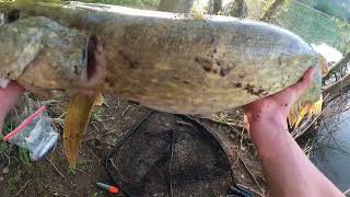 pike dead baiting amazing session!