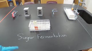 Sugar Fermentation By Bacteria - Microbiology