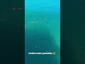 #heavenonearth #oceanlife #underwaterworld #sealife #marinelife #adventure #hiddenislands