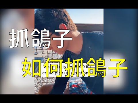 【抓鴿子】如何抓鴿子