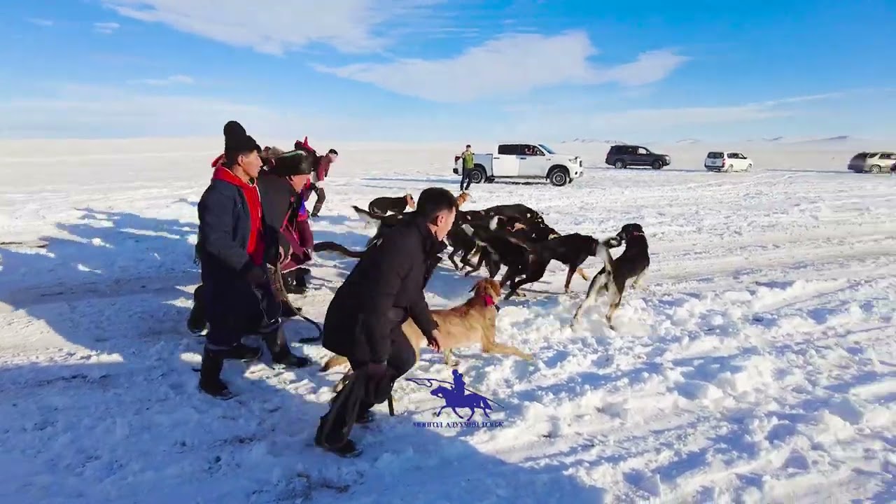 Тайга нохойны уралдаан