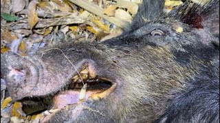 Hog dogs catch smaller toothy wild hog | #outdoors #hunting #outdoorlife #florida #floridalife