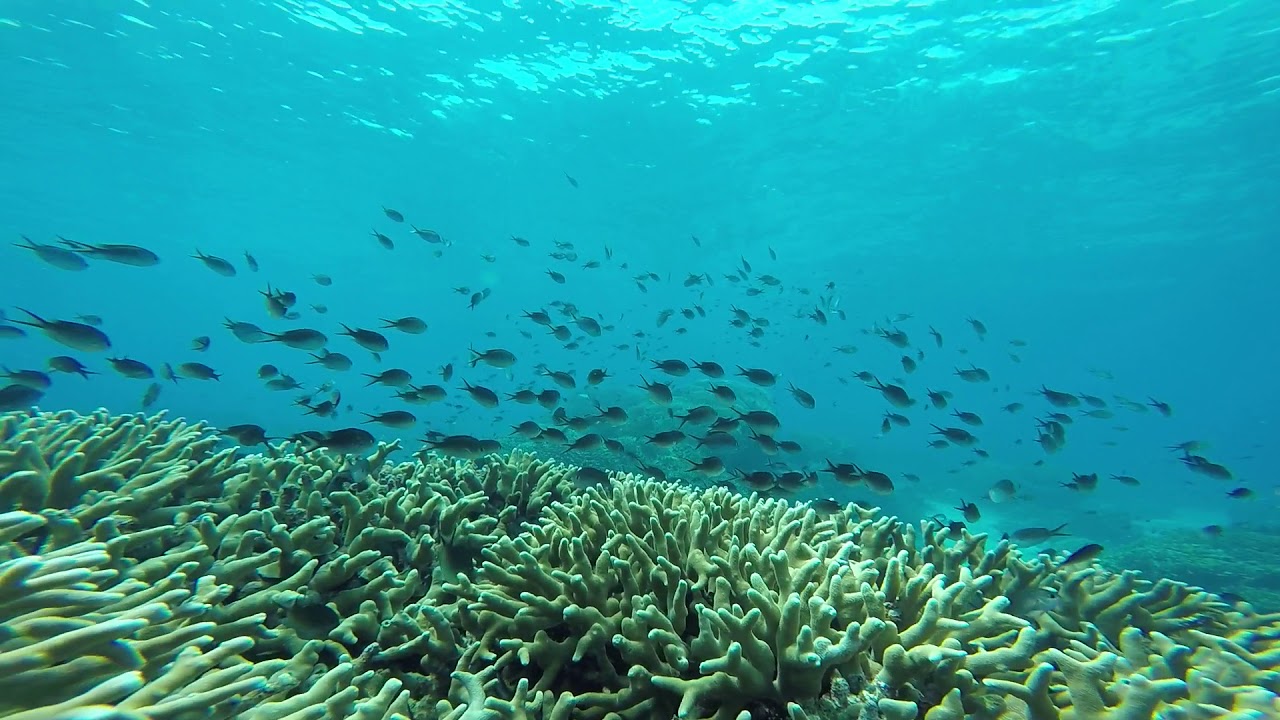 Underwater Shots, School Of Fish @ The DiveHouse - YouTube