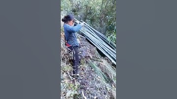 Thumbnail of Smart way to harvest bamboo stalks in hilly areas #shorts
