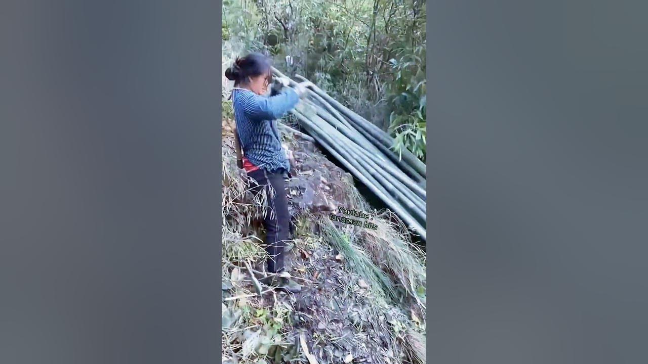 Cara pintar memanen batang bambu di daerah perbukitan #shorts