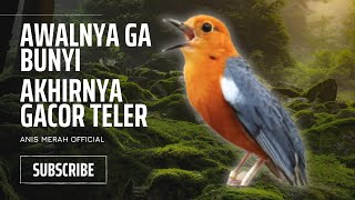 Download Lagu MACETAN PASTI NYAUT | ANIS MERAH GACOR INI 100% JITU UNTUK PANCINGAN ANIS MERAH MACET BIAR BUNYI |19 MP3 Download Lagu MACETAN PASTI NYAUT | ANIS MERAH GACOR INI 100% JITU UNTUK PANCINGAN ANIS MERAH MACET BIAR BUNYI |19 MP3