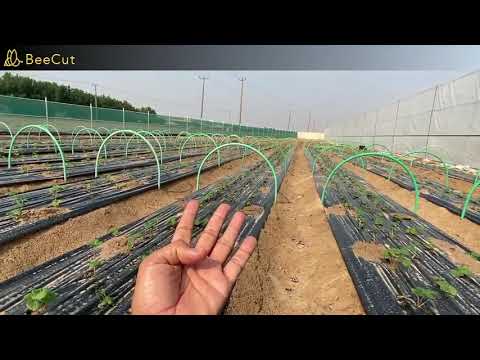 فيديو: زراعة الفراولة على الأقمشة غير المنسوجة