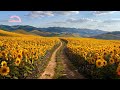 Sunflower Field — Cinematic Digital Backdrop | Shrek the Musical | e-llusion media