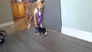 Thug Of War Bull Terrier Vs Chihuahua