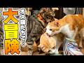 深夜にオス猫たちだけで秘密の大冒険をすることになりました。