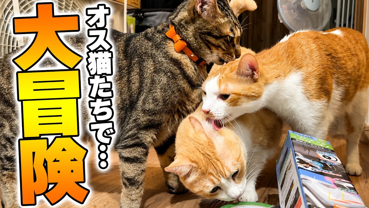 深夜にオス猫たちだけで秘密の大冒険をすることになりました。