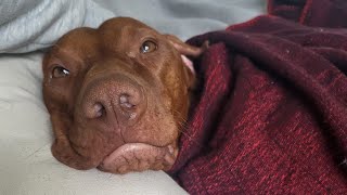 Day in the life with 2 Hungarian Vizslas....