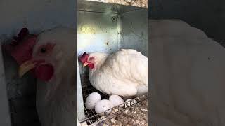 Una giornata in allevamento con me!🐓❤️ #le_galline_ornamentali #galline #perte #animali