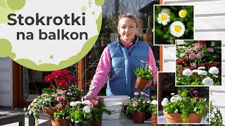 Stokrotki na balkon. Jak sadzić stokrotki - kompozycje Stokrotki na balkon. Jak sadzić stokrotki - kompozycje