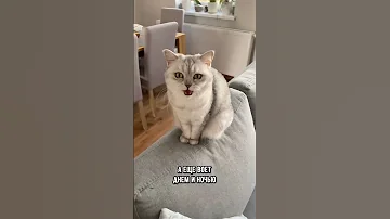 Как понять, что у кошки началась течка #кошка #кот #котики