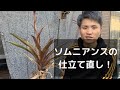 ティランジア（エアプランツ）ソムニアンスの仕立て直し Tillandsia somnians