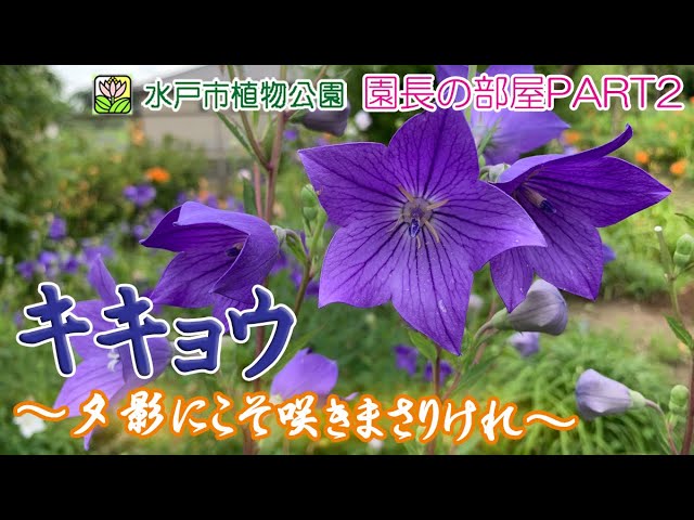 水戸市植物公園がリニューアルオープン Youtube