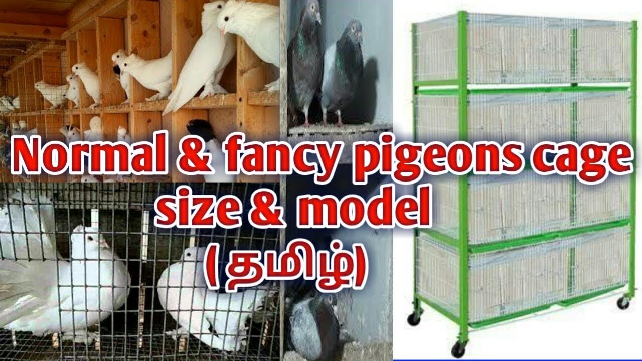 (part 13)Normal & fancy pigeons cage size | model | தமிழ் | Karthik brothers media