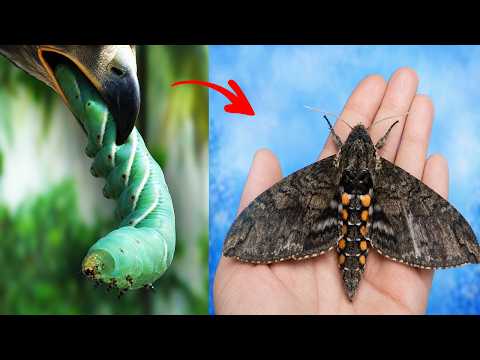 46 Hornworm 1