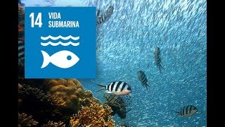Objetivo 14: Vida submarina