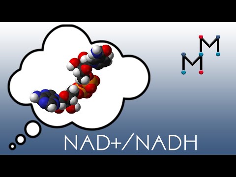 Video: Sind Nadh und Fadh2 Coenzyme?