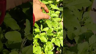 How To Harvest More Basil Daily 🌱 #gardening #plants #ytshorts #tulsicare #pinching