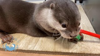 【カワウソ】VSニョロニョロへび　Otter　vs  Wriggling Snake