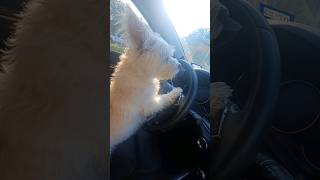 Funny Dog Moments #viral #dog #animals #cute #funny #fypシ