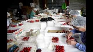 さくらんぼ作業風景