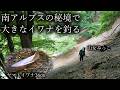 「山女みっこ」深い森の源流で大きなヤマトイワナを釣る｜Japanese Mountain Fishing