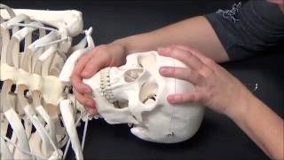 Intro - Working with the Jaw and Counterbalance