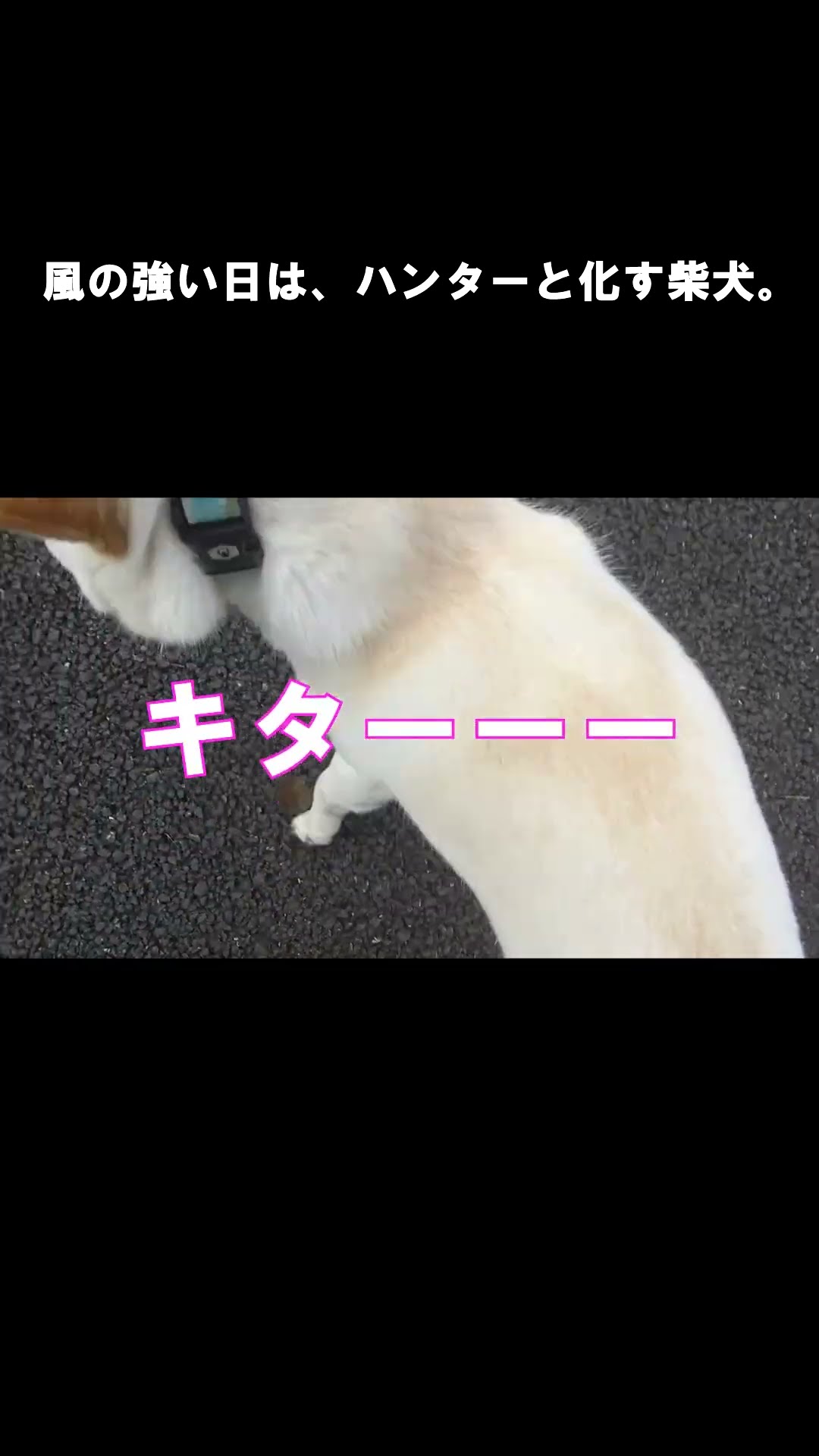 White Shiba Inu] On windy days, this Shiba Inu transforms into a