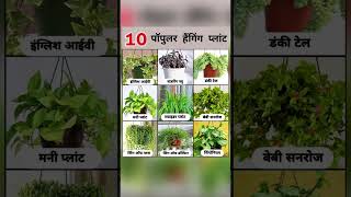 10 Popular Hanging Plant For The Balcony