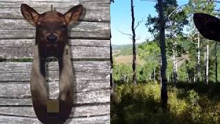 Elk Bugling at a Stalker Decoy