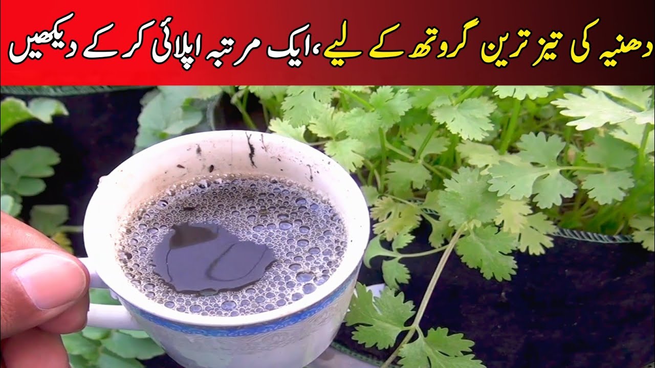 Chemical free homemade liquid fertilizer for coriander 