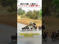 野犬の引越しが悲劇に！ オスライオンの襲撃が襲う！ #野生の現実 #ライオンの狩り #命の厳しさ #自然の掟 #動物ドキュメンタリー