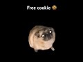 I shall summon you a cookie #pug #dancing #cookie #dog #cute #funny #dublagem