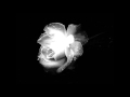 Nas - Hope ( Fleur Blanche Orsten Osyb mashup )