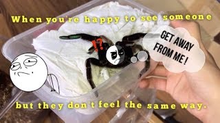 ALWAYS WANTED this TARANTULA and it's FINALLY HERE !!! Unboxing