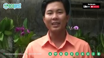 🔴 MAP PERMETHRIN 50EC thuốc diệt muỗi Anh Quốc  |  Map Pacific Singapore  |  Hockley United Kingdom💥