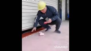 Malome Vector Nobody Whatsapp Pyramid Scheme Greedy Bastard