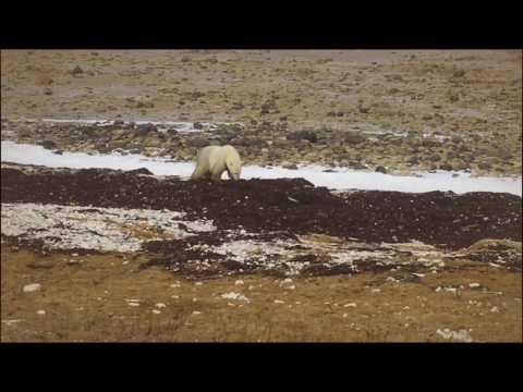 Things to do in Churchill Canada