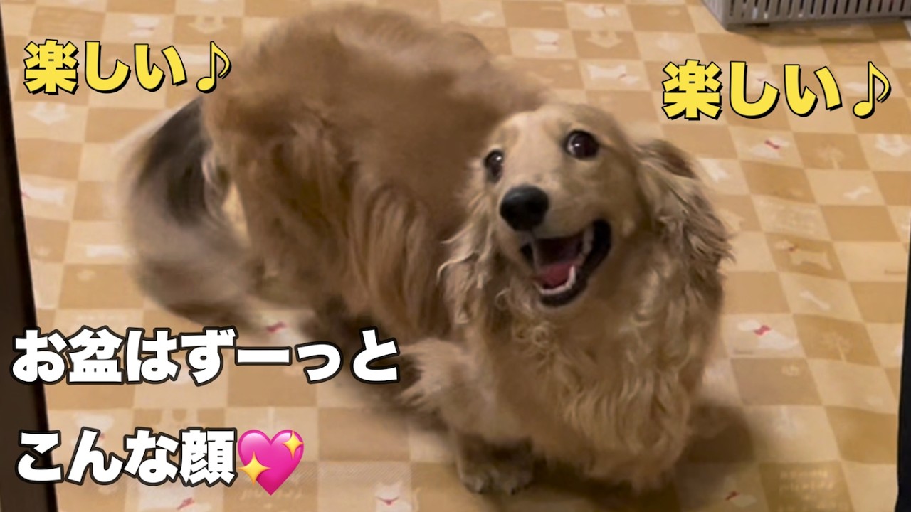 His smile when big brother is home (Miniature Dachshund) - YouTube