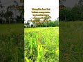 🌾 Langkah Sunyi di Tengah Sawah Hijau | Virtual Walking Short Menenangkan